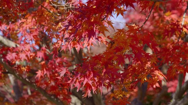 Beautiful vibrant red maple leafs waving softly in wind