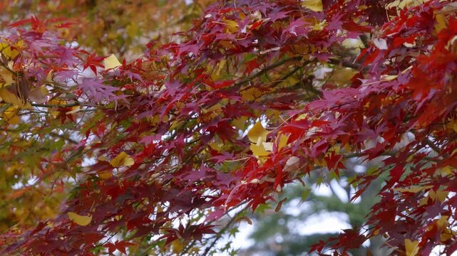 Close up macro slider over beautiful fall color maple leafs with fallen Ginkgo