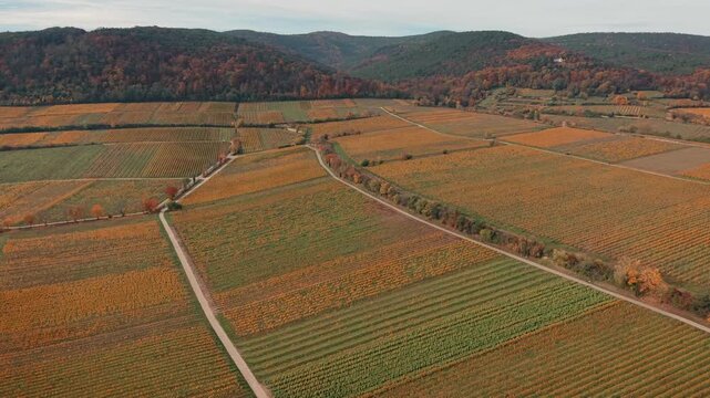 Aerial View of Endless Autumn Vineyards and Palatinate Forest Hills in Deidesheim Germany
