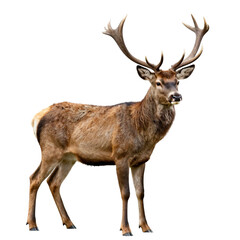 Fototapeta premium deer isolated on white background