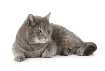 Cute grey cat lying on white background