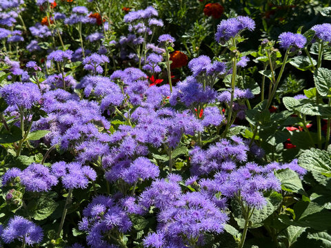 Ageratum houstonianum Floss Flower, Mexican Ageratum, Blue Billygoatweed, Bluemink blue violet flowering plant.