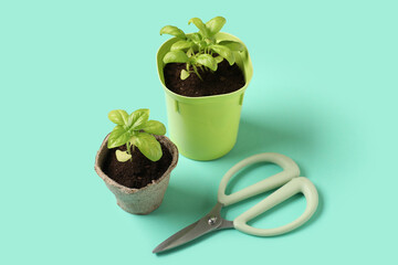 Pots with basil, secateurs and scissors on color background