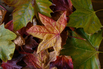 Colorful Autumn Leaves (Maple, Oak) on the Ground in a Park or Forest. Carpet of Foliage.