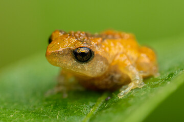 frog on a leaf