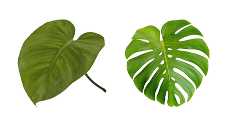 Top veiw, Bright fresh two monstera leaf green color isolated on white background for design stock photo or advertisement. Genus of flowering plants