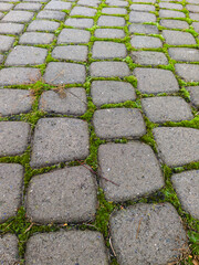 A cobblestone walkway with moss growing on the ground