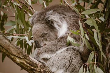 A curled up sleeping koala animal sitting in a eucalyptus tree with green leaves outdoor at daytime in a wild park near Adelaide in Australia.