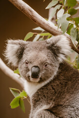 Vertical image of a close up portrait of a koala animal in an eucalyptus tree outdoor at daytime in a wild park near Adelaide in Australia.