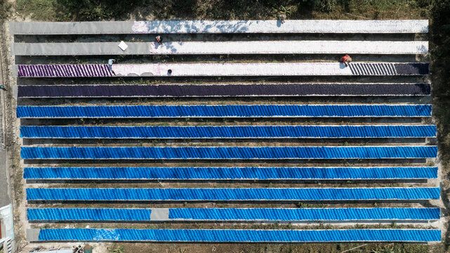Aerial view of rows of indigo-dyed fabric drying under the sun, creating a vibrant gradient from deep blues to soft whites, Surakarta, Central Java, Indonesia.