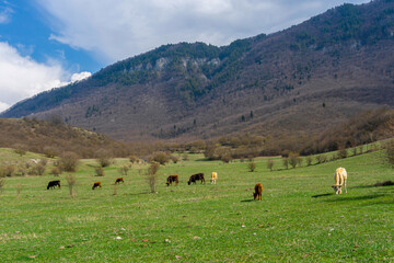 Cows eat grass in a meadow among the mountains. Pastoral view.