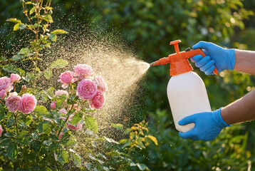 Gardener spraying insecticide on roses, protecting them from pests and diseases with care