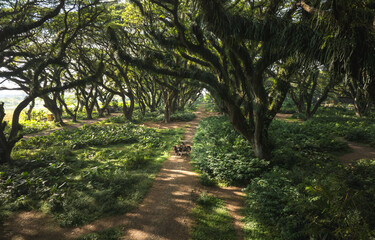 Aerial view of a sun-dappled path winding through the lush, dense De Djawatan forest, vibrant green foliage contrasting with the dark, gnarled branches, Jawa Timur, Jawa Timur, Indonesia.