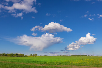 Field of grass with a few trees in the background