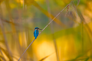 Common Kingfisher (Alcedo atthis) perched on a reed stem above water, surrounded by soft yellow-green blurred background