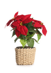 Christmas plant poinsettia isolated on white background