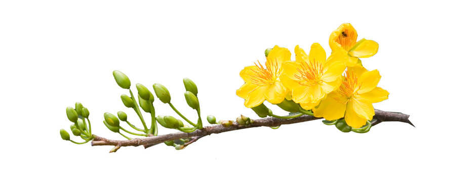 Vietnamese Hoa Mai Spring Flower