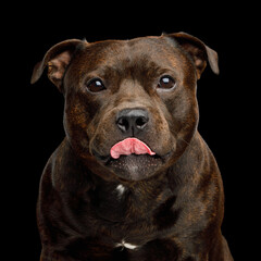 Portrait of staffordshire bull terrier on black background