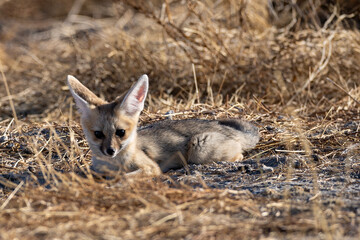 Cape fox (Vulpes chama), also called the asse, cama fox or the silver-backed fox (Silwervos), is a small species of fox, native to southern Africa, seen here near Okaukuejo in the Etosha National Park