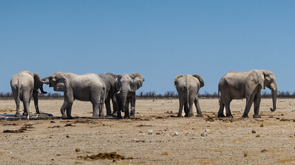 Obraz premium African elephants, are members of the genus Loxodonta, these are African bush elephants (L. africana), drinking, bathing, playing, dusting at Sonderkop waterhole in the Etosha National Park, Namibia