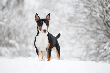 Fototapeta premium cute tricolor bull terrier dog standing outdoors in the snow in winter