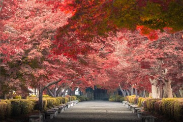 栃木県　大山参道の紅葉のトンネル
