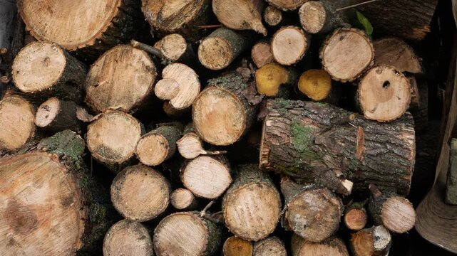 Many deerev logs lie stacked on top of each other in the woodshed. Tree sections are visible. Harvesting firewood for the winter. Wood for heating. Timber harvesting.