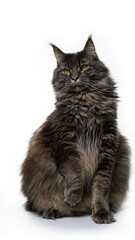 Fototapeta premium Majestic Portrait of a Maine Coon Cat on Pure White Background. Expressive Direct Gaze.