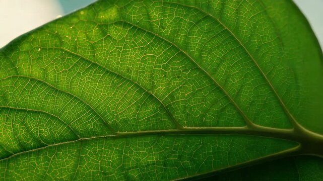 Sliding camera showing broad green leaf closer under backlit sky to show midrib, veins and specks