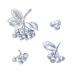Black chokeberry or aronia branches and berries. Hand drawn botanical vector illustration in engraving style