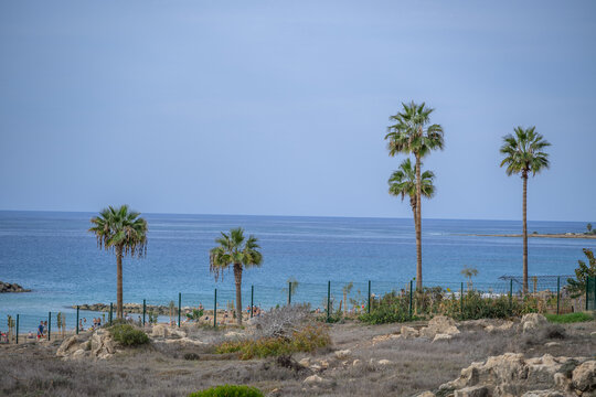 Palm trees at beach in Pafos, Cyprus