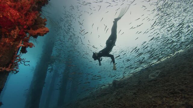 Female freediver swims underwater through the cloud of tiny bait fish among the stilts covered with corals. Person freediving under an old pier