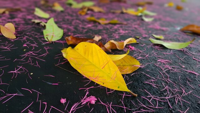 The falling of flowers and leaves of Malay Apple tree (
Syzygium malaccense) on black asphalt