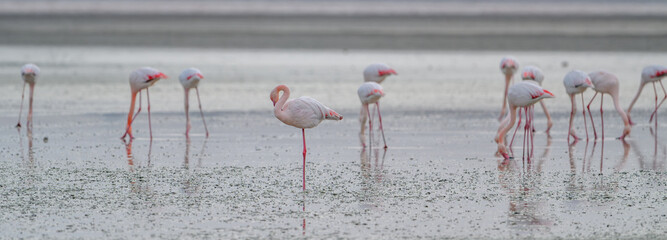 Flamingos at Larnaca Salt Lake, Cyprus