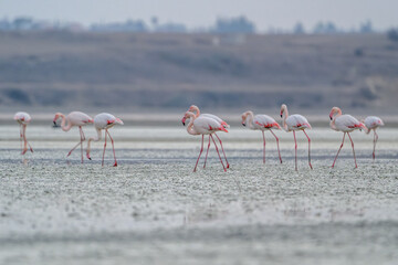 Flamingos at Larnaca Salt Lake, Cyprus