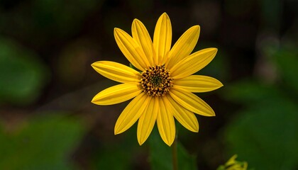 Bright yellow wildflower blossom with radial petals on a green stem against a blurry green backdrop