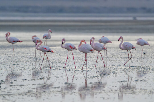 Flamingos at Larnaca Salt Lake, Cyprus