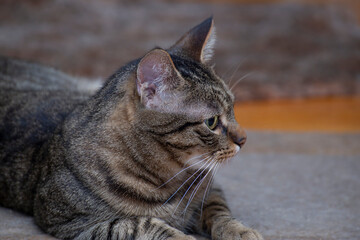 Domestic tabby cat with distinctive stripes and expressive eyes, lounging on a soft surface, showcasing its relaxed demeanor and playful nature in a cozy environment