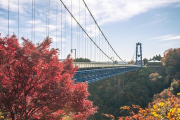 茨城県常陸太田市　紅葉の竜神大吊り橋
