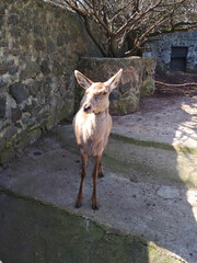 A young deer standing near a stone wall in a zoo enclosure on a sunny day. Close-up wildlife photo with natural textures and soft lighting.