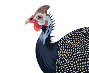 A detailed illustration of a helmeted guineafowl with spotted plumage