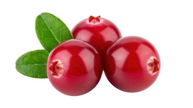Three shiny cranberries with leaves PNG isolated on transparent background, fresh red berries for healthy eating and festive decoration