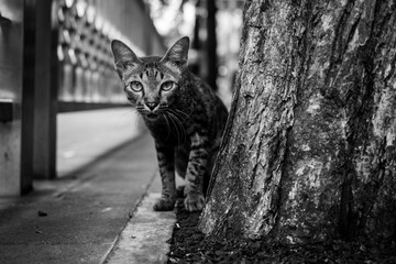 Black and white portrait of a curious cat near a tree trunk