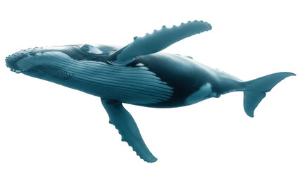 Humpback whale isolated PNG on transparent background, majestic marine mammal with distinctive long...
