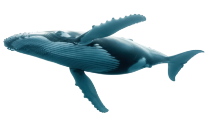 Humpback whale isolated PNG on transparent background, majestic marine mammal with distinctive long pectoral fins and knobby head for design