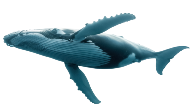 Humpback whale isolated PNG on transparent background, majestic marine mammal with distinctive long pectoral fins and knobby head for design