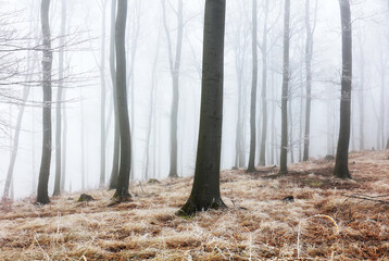 Misty magical forest at winter time with frosty leaves. Nice landscape