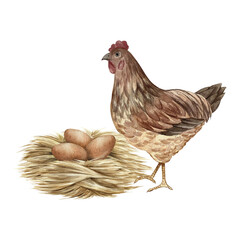 A nest with chicken eggs and a mother hen nearby. Hand-drawn watercolor illustration. Three brown eggs in a straw nest. Poultry farming concept. Design element for banners, labels, packaging, and more