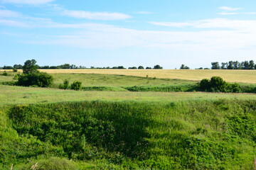 Fototapeta premium Rolling Green Hills and Golden Fields under a Blue Sky in sunny day