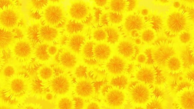 Bright yellow dandelion flowers seamless looping motion background abstract floral pattern animation